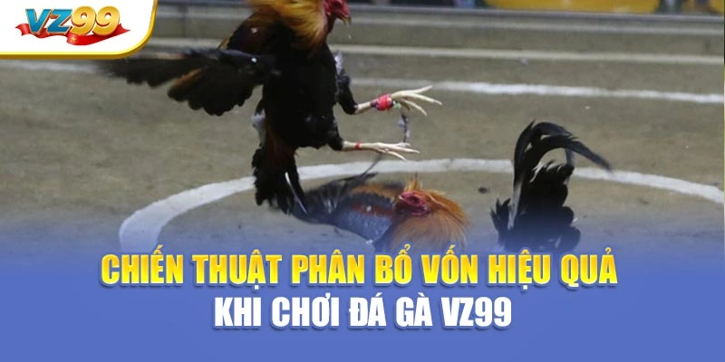 Chiến thuật phân bổ vốn hiệu quả khi chơi đá gà VZ99