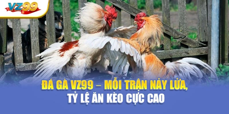 Đá gà VZ99 – Mỗi trận nảy lửa, tỷ lệ ăn kèo cực cao