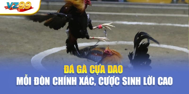 Đá gà cựa dao – Mỗi đòn chính xác, cược sinh lời cao