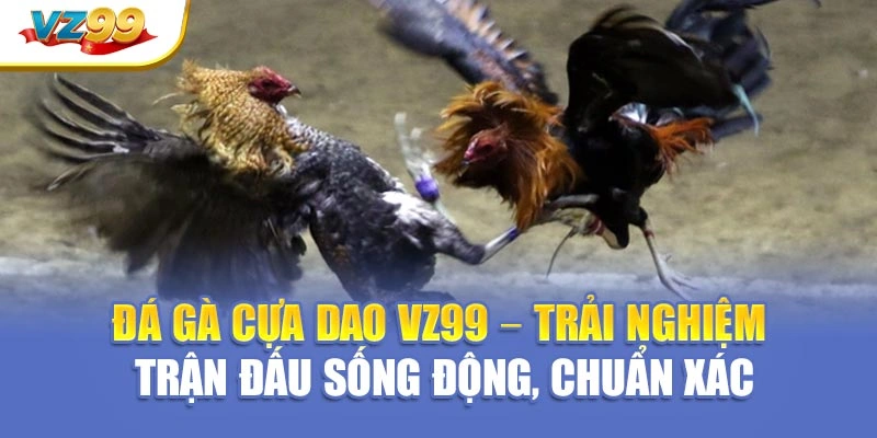 Đá gà cựa dao VZ99 – trải nghiệm trận đấu sống động, chuẩn xác