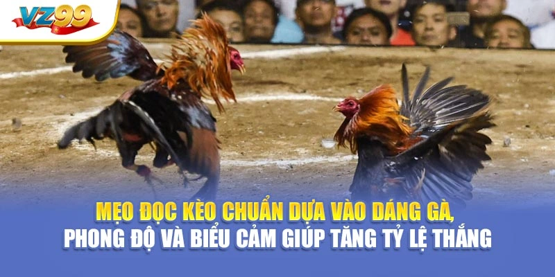 Mẹo đọc kèo chuẩn dựa vào dáng gà, phong độ và biểu cảm giúp tăng tỷ lệ thắng